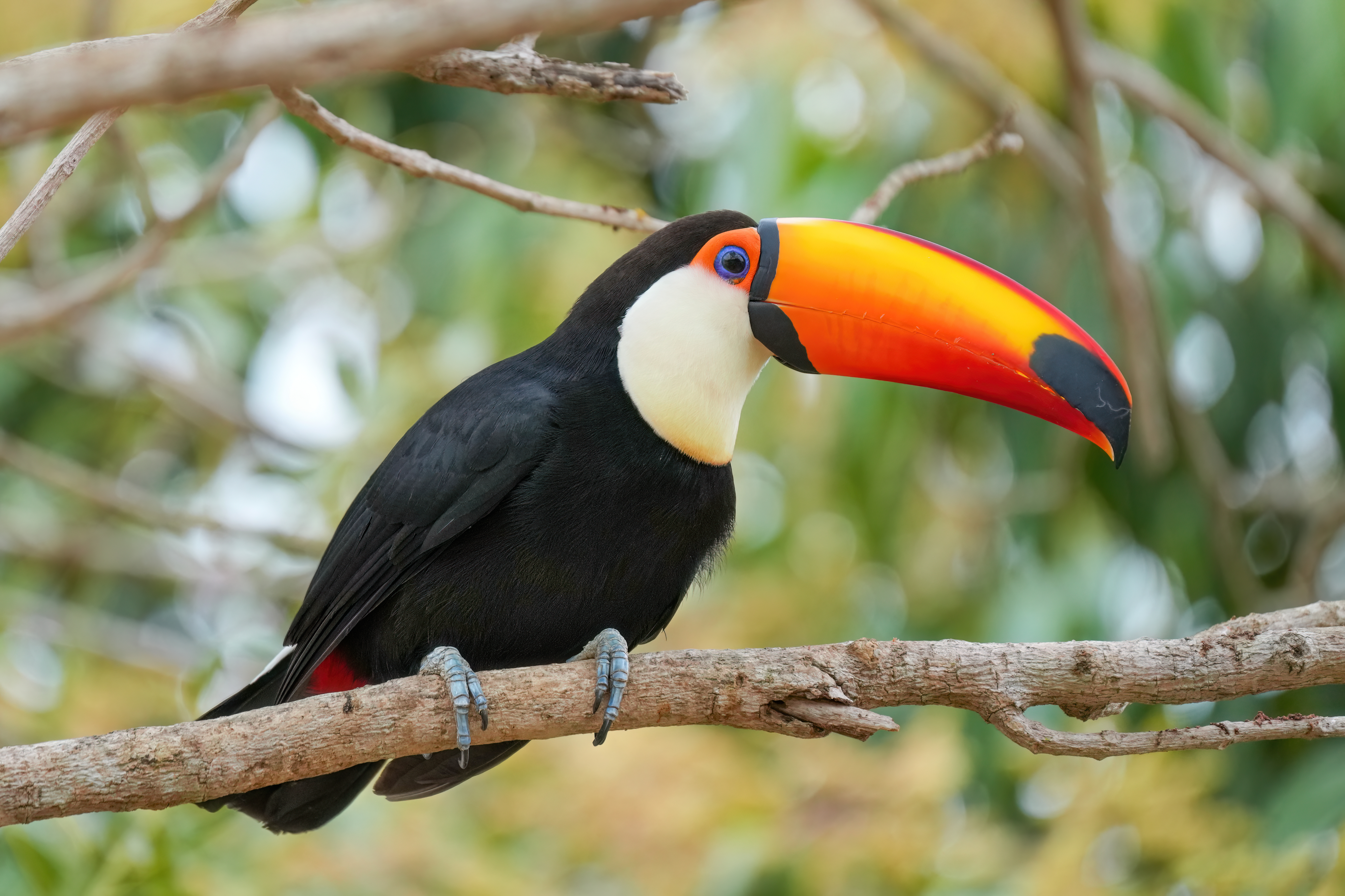 006_Toco_toucan_in_Encontro_das_Águas_State_Park_Photo_by_Giles_Laurent